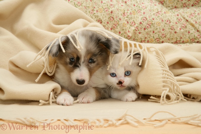 Tricolour merle Shetland Sheepdog pup and Birman-cross kitten under a blanket