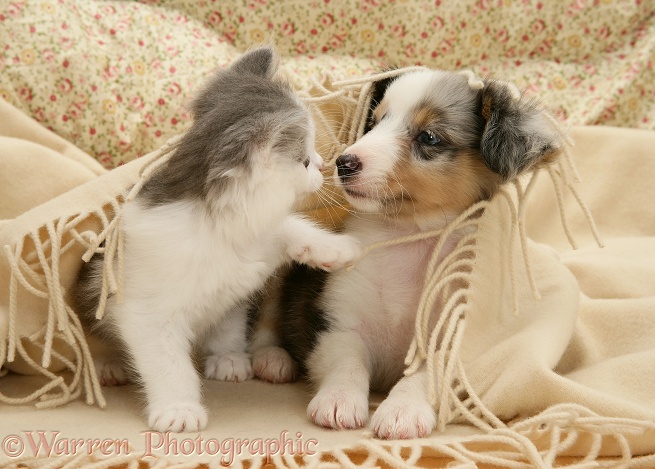 Playful Birman-cross kitten and Tricolour merle Shetland Sheepdog pup under a blanket