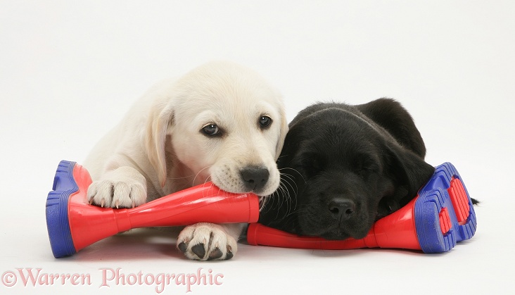 Goldador Retriever pups (Golden Retriever x Labrador Retriever) pups lying on a child's wellington boots, white background