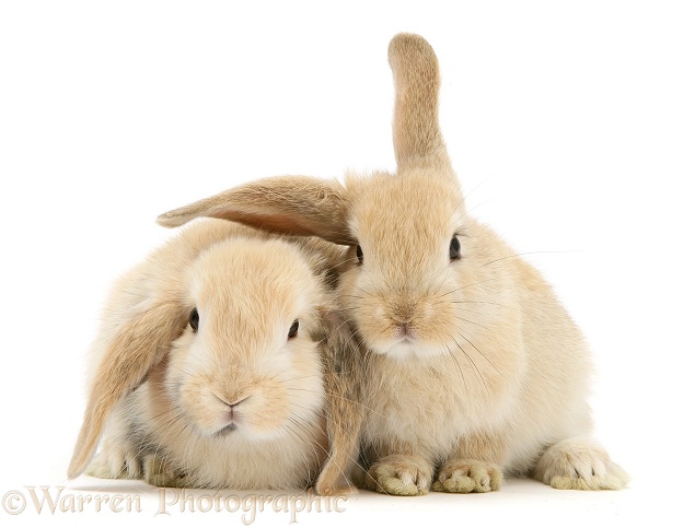 Young sandy Lop rabbits, white background