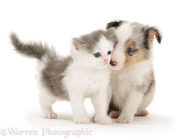 Birman-cross kitten with blue merle Shetland Sheepdog pup, white background