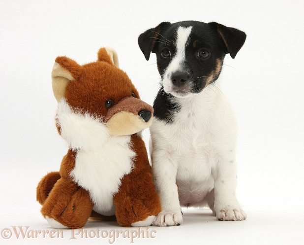 Jack Russell Terrier pup, Rubie, 9 weeks old, with soft toy fox, white background