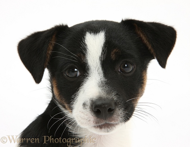 Jack Russell Terrier pup, Rubie, 9 weeks old, white background