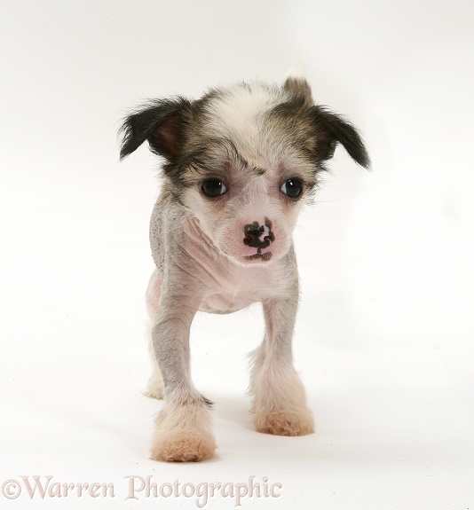 Naked Chinese Crested pup, white background