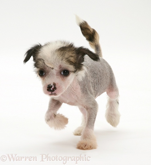 Naked Chinese Crested pup, white background