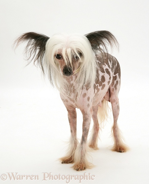 Naked Chinese Crested bitch, white background