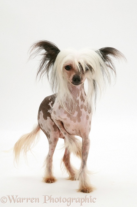 Naked Chinese Crested bitch, white background