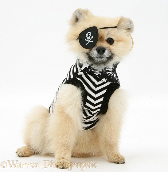 Pomeranian dog, Rikki, wearing pirate costume, white background