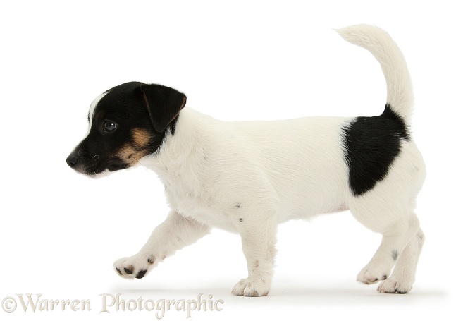 Jack Russell Terrier pup, Rubie, 9 weeks old, walking across, white background