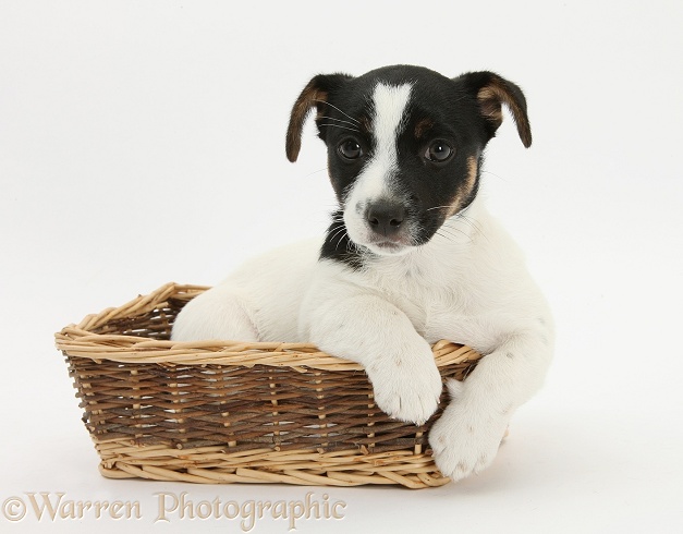 Jack Russell Terrier pup, Rubie, 9 weeks old, in a wicker basket, white background