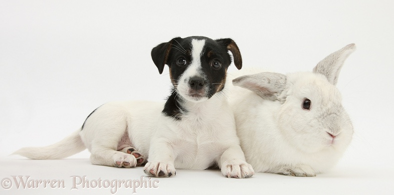 Jack Russell Terrier pup, Rubie, 9 weeks old, with a white rabbit, white background