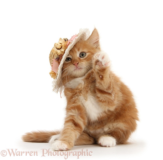Ginger kitten, Butch, 7 weeks old, with a straw hat on, white background