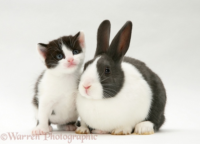 Black-and-white kitten with grey Dutch rabbit, white background