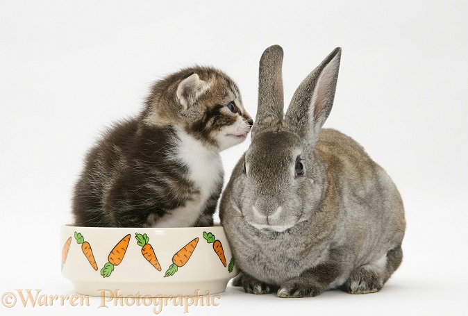 Tabby kitten in young Rex rabbit's food bowl, white background