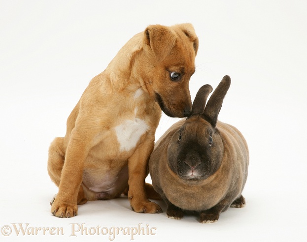 Jack Russell Terrier x Chihuahua puppy with dwarf Rex rabbit, white background