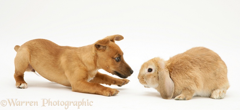 Jack Russell Terrier x Chihuahua puppy with Sandy Lop rabbit, white background