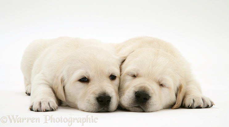 Sleepy Yellow Goldador Retriever pups, white background