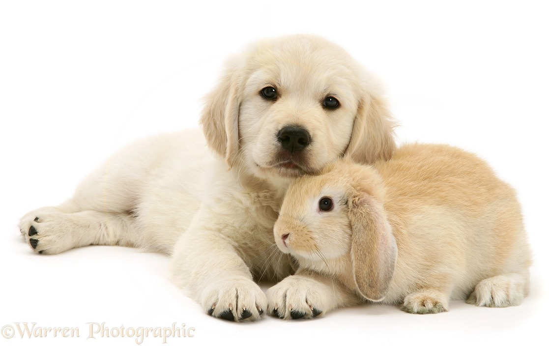 Golden Retriever pup with young Sandy Lop rabbit, white background
