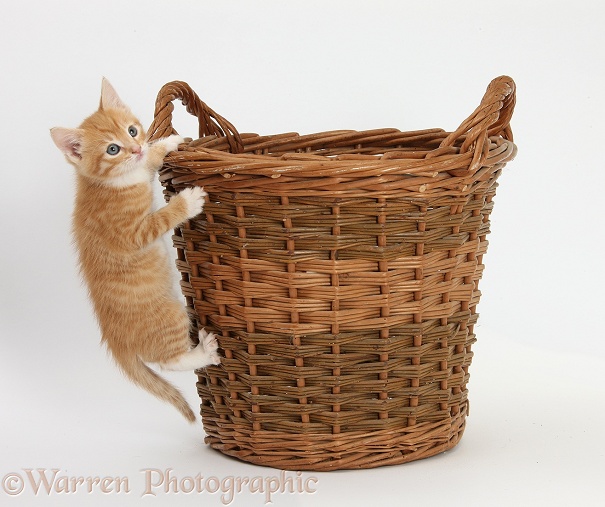 Ginger kitten, Tom, 7 weeks old, climbing a wicker basket, white background