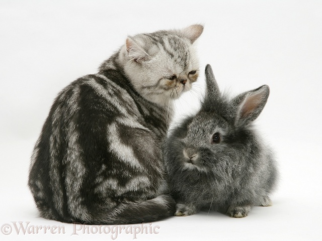 Blue-silver Exotic Shorthair kitten with baby silver Lionhead rabbit, white background