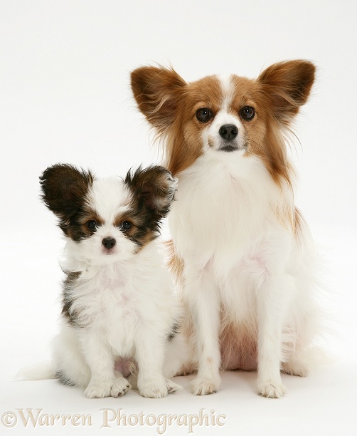 Papillon bitch and pup, white background