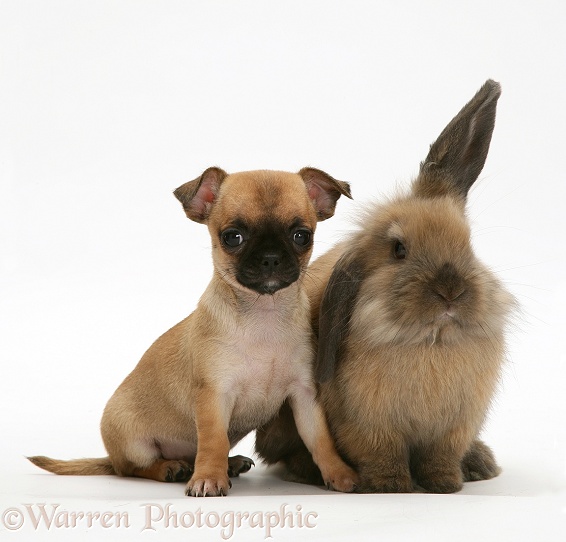 Chihuahua pup and Lionhead rabbit, white background