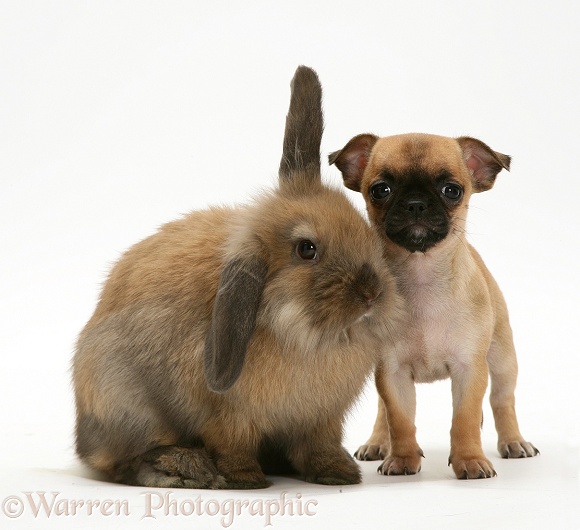 Chihuahua pup and Lionhead rabbit, white background