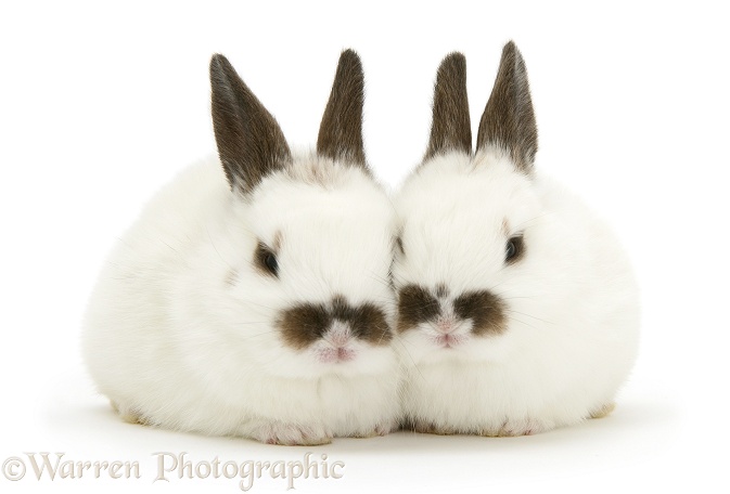 Two baby rabbits, white background