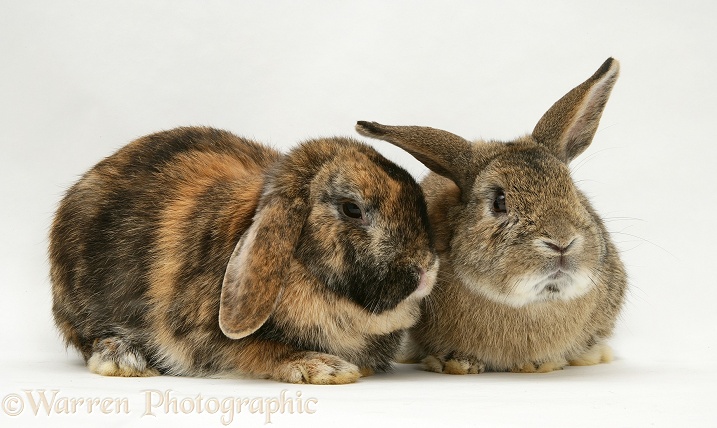 Agouti and tortoiseshell Lop rabbits, white background