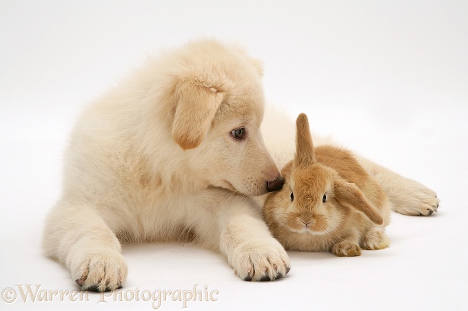 White German Shepherd Dog pup and Sandy Lop baby rabbit, white background