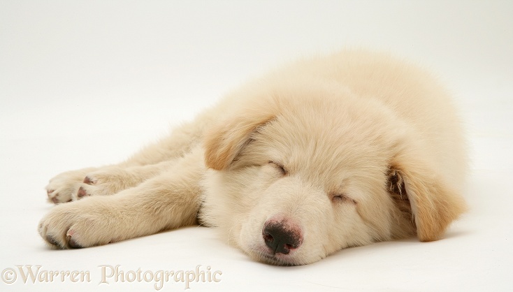 Sleeping White German Shepherd Dog pup, lying, chin on floor, white background