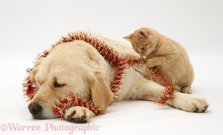 Golden Retriever Lola and Cream Spotted British Shorthair kitten with Christmas tinsel, white background