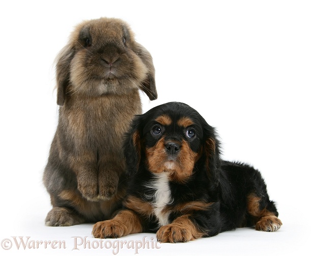Black-and-tan Cavalier King Charles Spaniel pup and Lionhead rabbit, white background