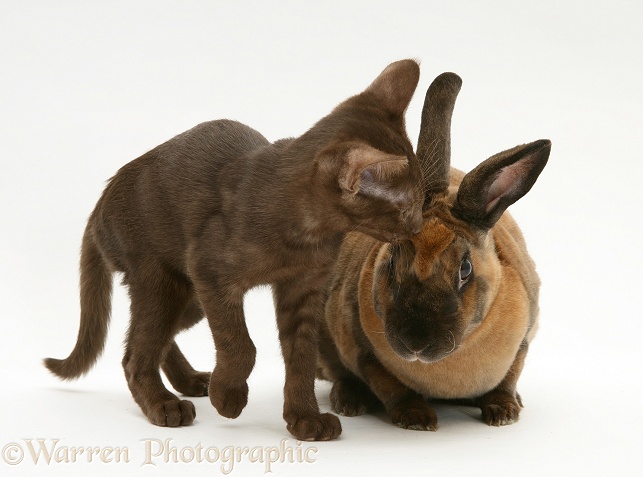 Brown Burmese-cross kitten with sooty-fawn Rex rabbit, white background