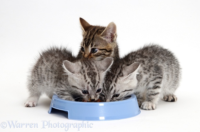 Silver and brown tabby kittens feeding from a bowl, white background