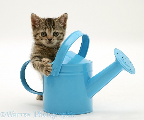 Tabby kitten playing in a toy watering can, white background