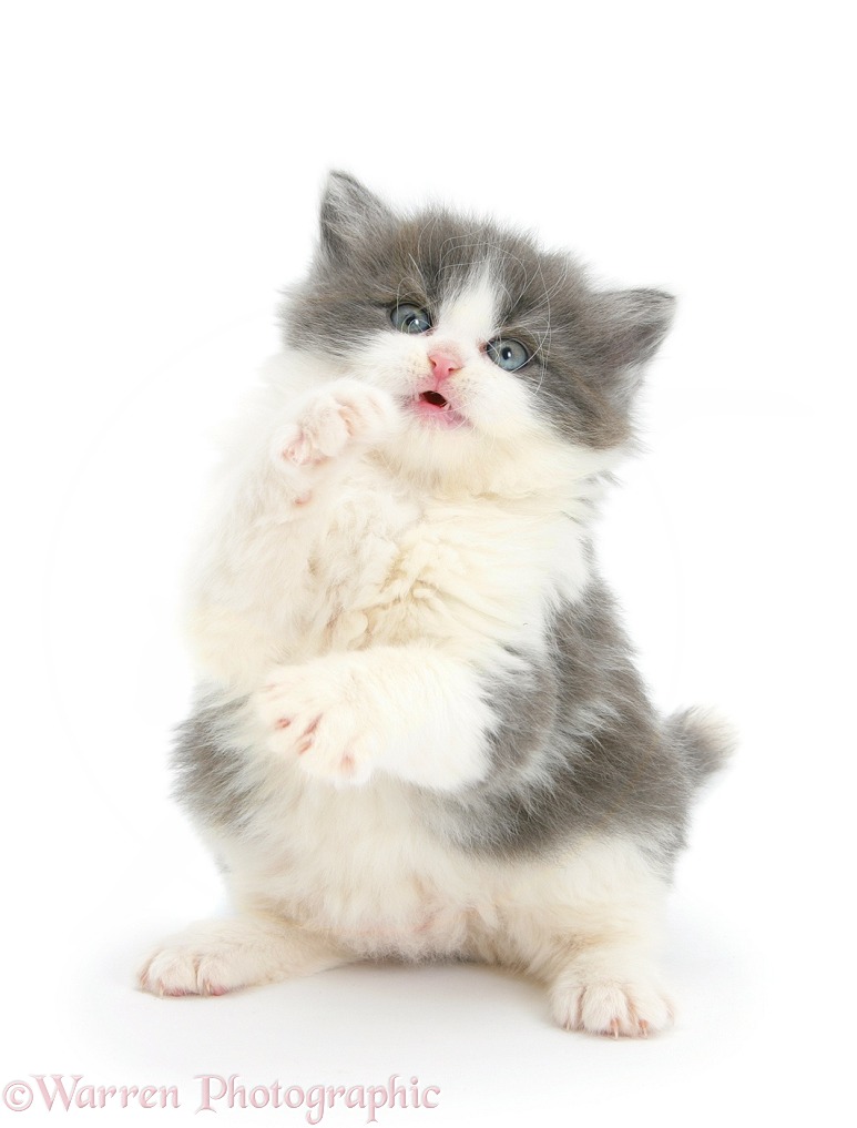 Grey-and-white kitten looking and reaching up, white background