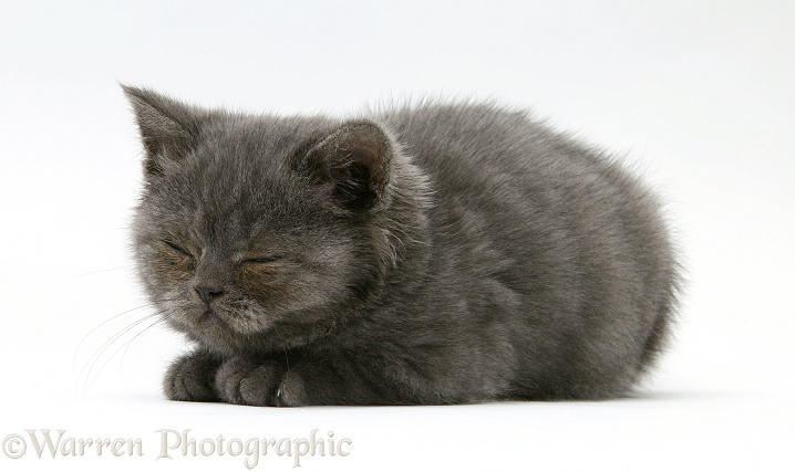 Sleepy grey kitten, white background