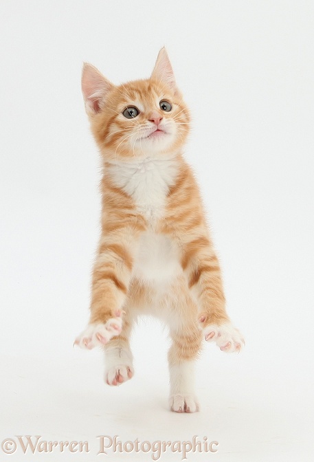 Ginger kitten, Tom, 9 weeks old, leaping forward, white background