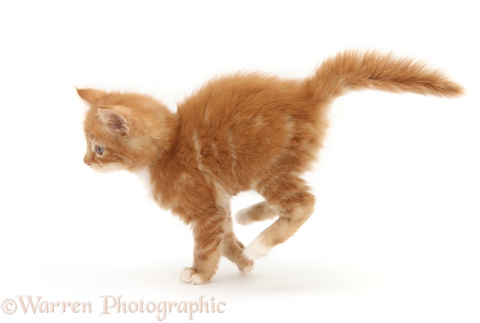 Ginger kitten, Butch, 7 weeks old, running, white background