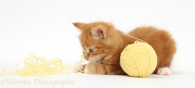 Ginger kitten, Butch, 7 weeks old, playing with a ball of yellow wool, white background