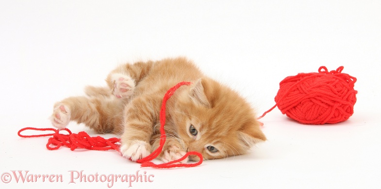 Ginger kitten, Tom, 7 weeks old, playing with red wool, white background
