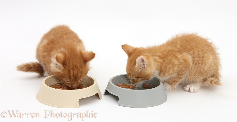 Ginger kittens, Tom and Butch, 8 weeks old, eating from plastic food bowls, white background