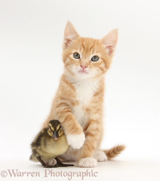 Ginger kitten, Tom, 8 weeks old, and Mallard duckling, white background