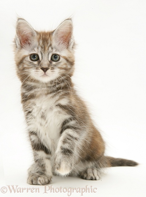 Tabby Maine Coon kitten, white background