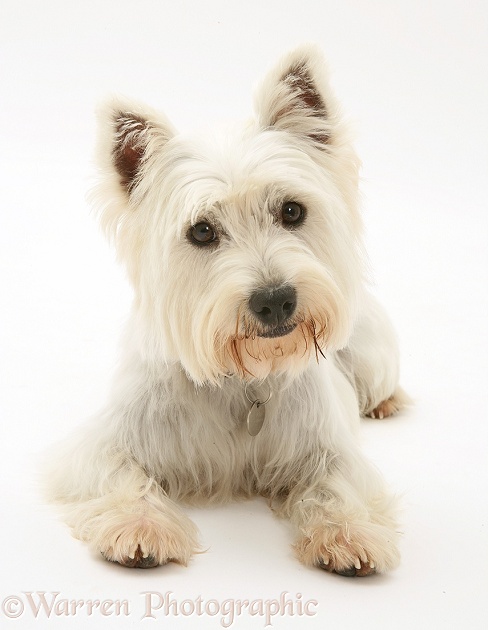 West Highland White Terrier lying with head up, white background