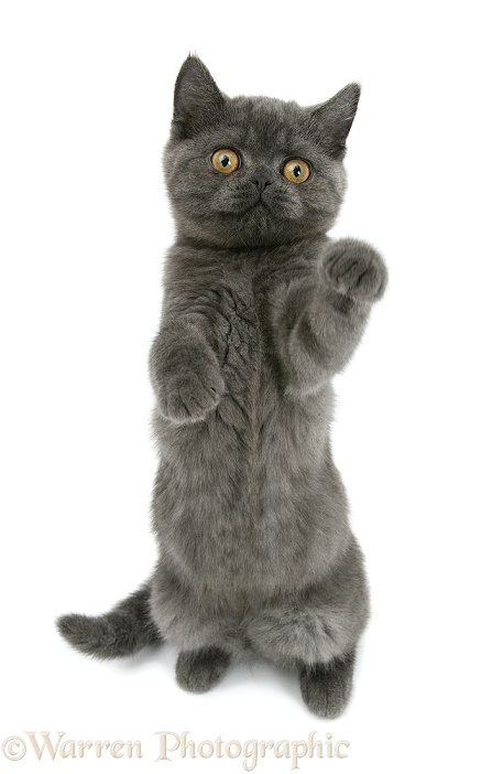 Grey kitten reaching up, white background