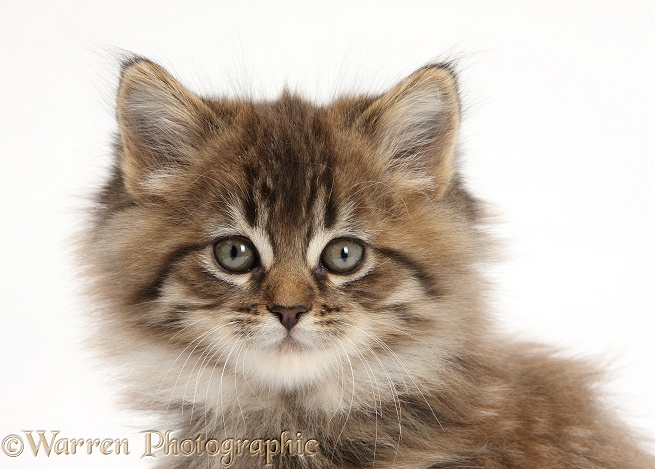 Maine Coon kitten, 7 weeks old, white background