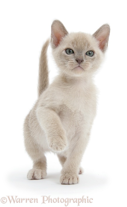 Burmese kitten, 7 weeks old, white background