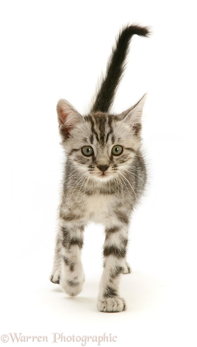 Brown tabby kitten walking forward with tail up, white background